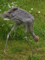 Green White Blue on 3rd July 2012 Green White Blue on 3rd July 2012
